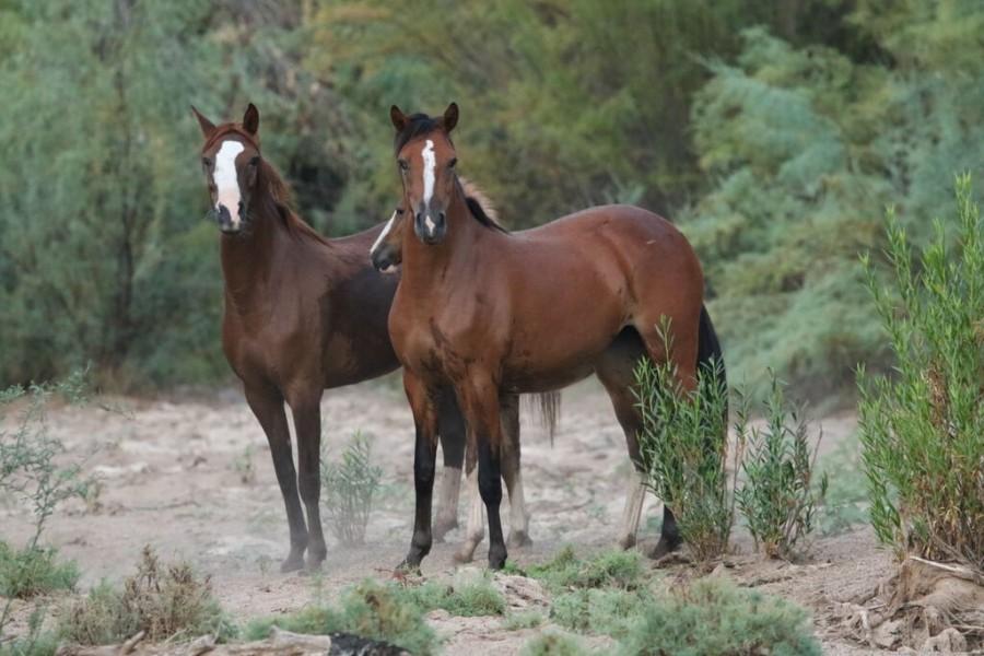 The Arizona Department of Agriculture is hoping to reduce the Salt River horse herd to 100-200 animals