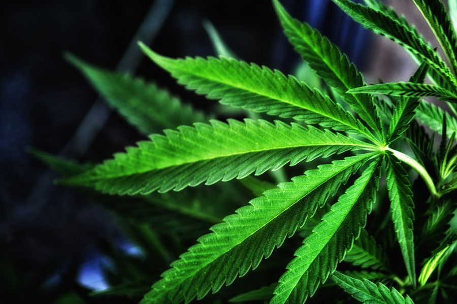 Marijuana legalization in Arizona is a ballot issue for the first time in 2016.