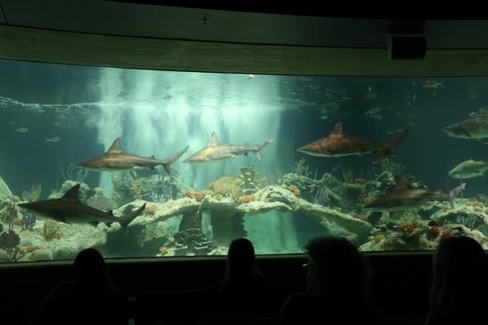 The OdySea Aquarium’s “Living Sea Carousel” is a 20-minute carousel experience that takes guests around four exhibits that feature rays, marine turtles, seals, sea lions and various sharks.