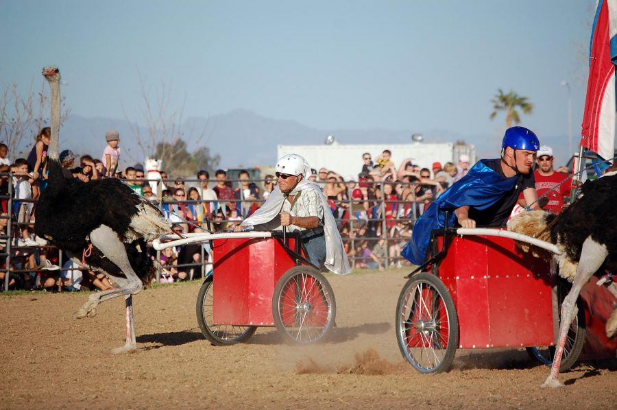 Picture+of+one+of+the+many+activities+to+view+at+the+Ostrich+Festival+