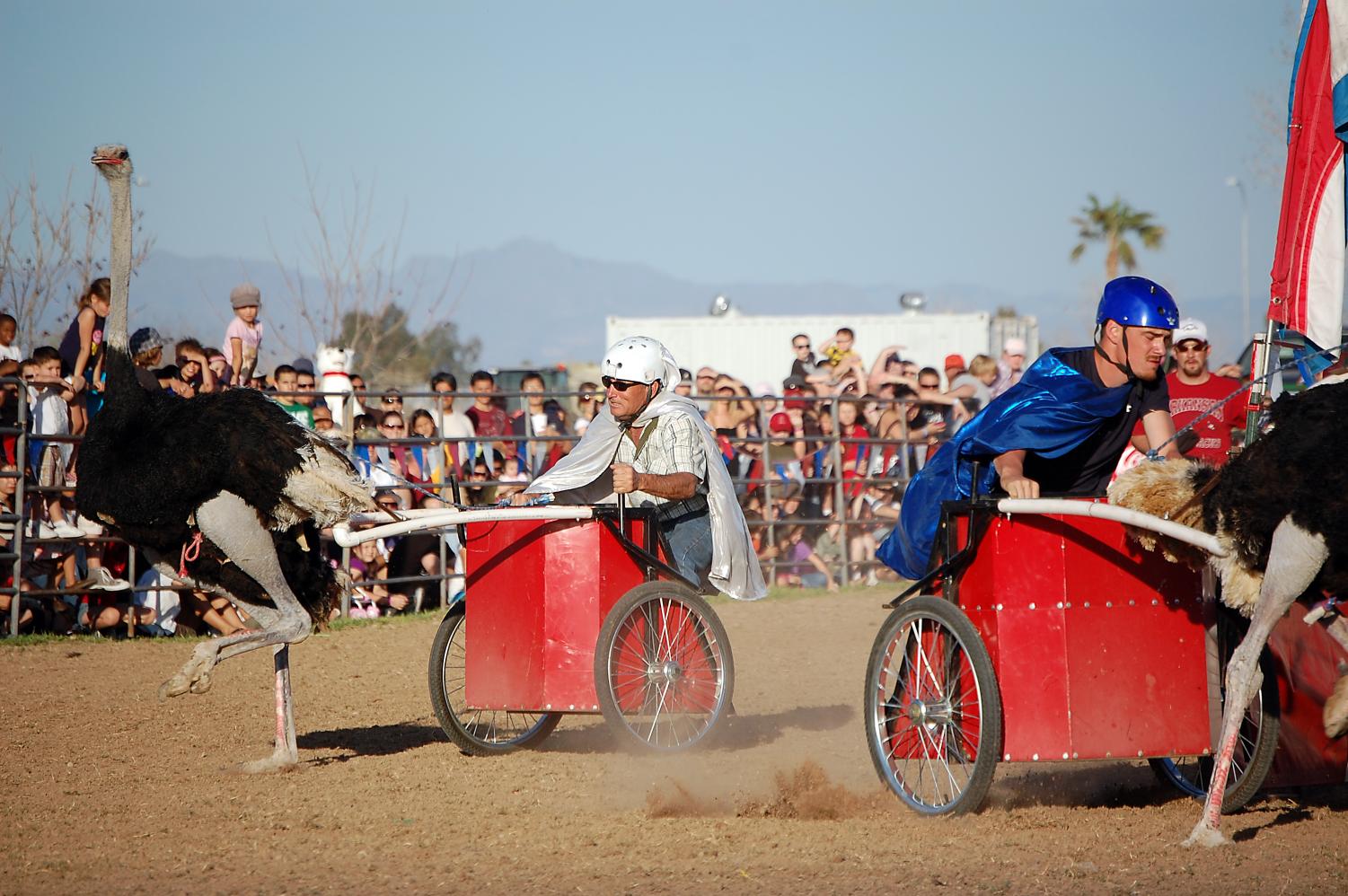 Picture of one of the many activities to view at the Ostrich Festival