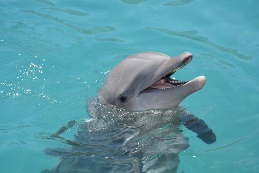 “Khole” one of the four dolphins that died at Dolphinaris Arizona.