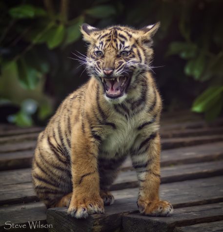 Large cats with COVID-19 at the Bronx Zoo raise questions about pet safety.