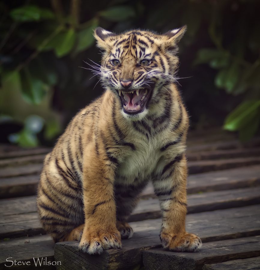 Large cats with COVID-19 at the Bronx Zoo raise questions about pet safety.