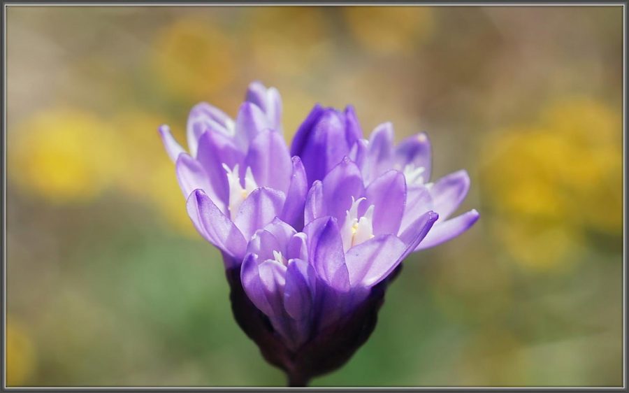 California Wildflower