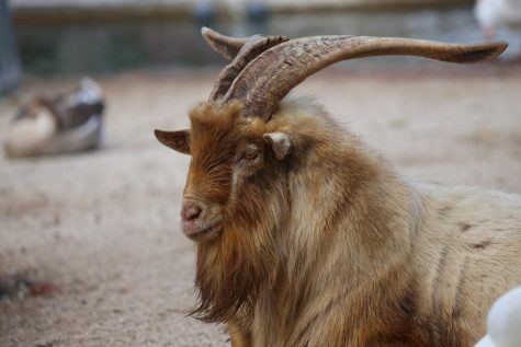 Im obviously the G.O.A.T of G.O.A.Ts...look at my beard!