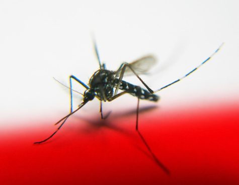 West Nile virus is spread through mosquito bites