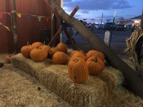 The fruit in question...pumpkins at the Vertuccio Farms Fall Festival