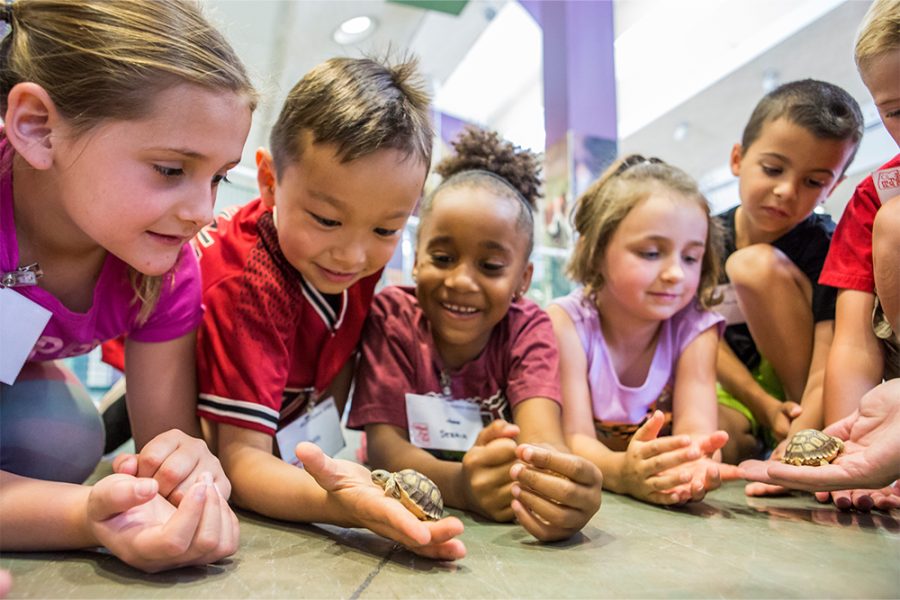 Arizona Humane Society summer camps gives kids hands-on experience, real-life interactions with animals