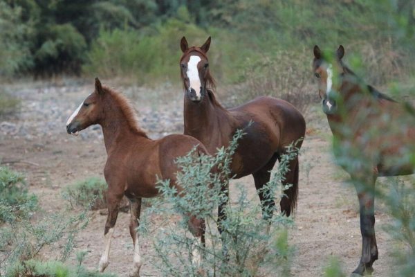Salt River Horses 2016