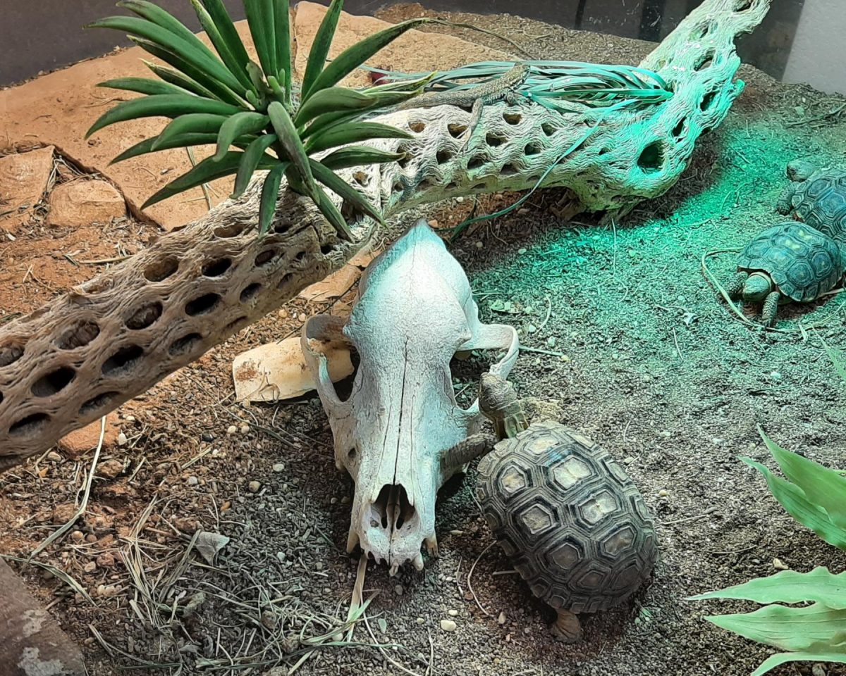 A baby desert tortoise in Toad Hall nibbles at a skull for calcium.