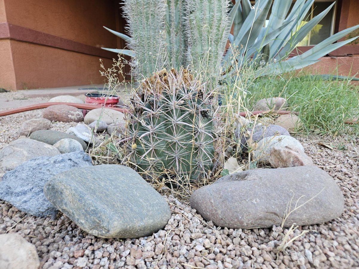 Native desert plants at Center for Native and Urban Wildlife