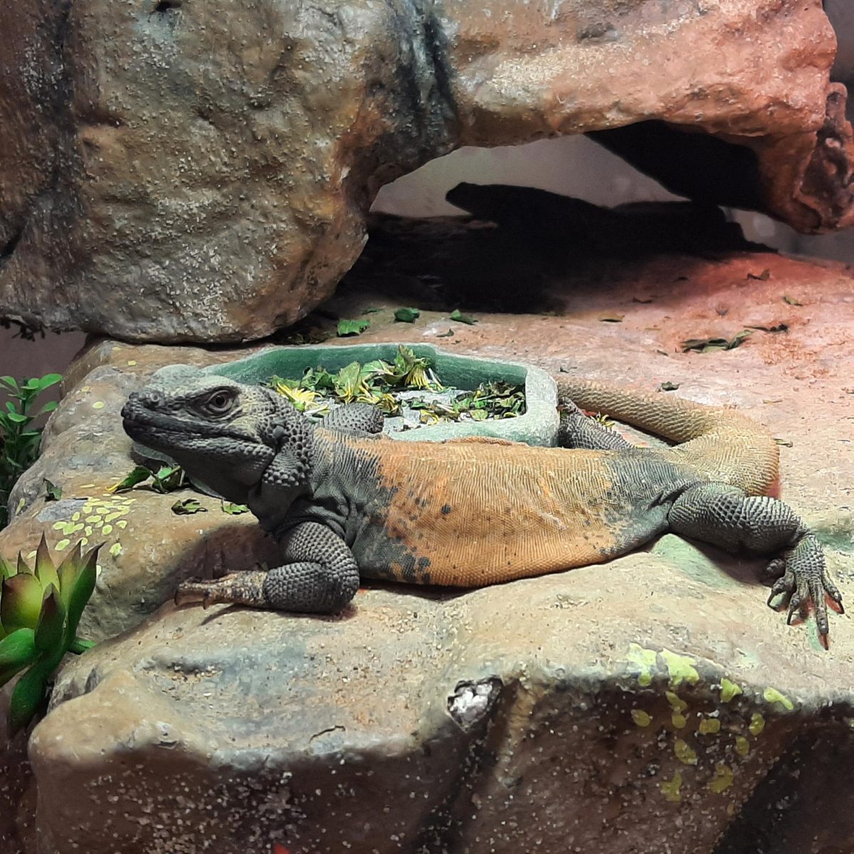 Chico, the Worlds best Chuckwalla entertains visitors at Toad Hall