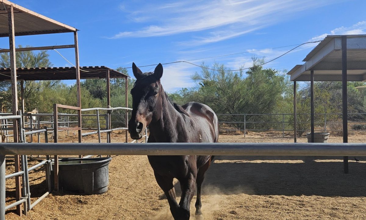 Some of the rescued horses now housed permanently at Tierra Madre Horse and Human Sanctuary.