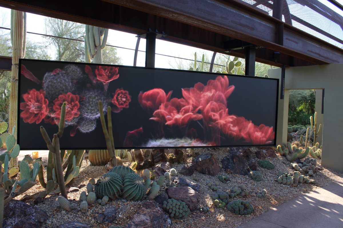 Desert Botanical Gardens: The Framerte Desert Pulse