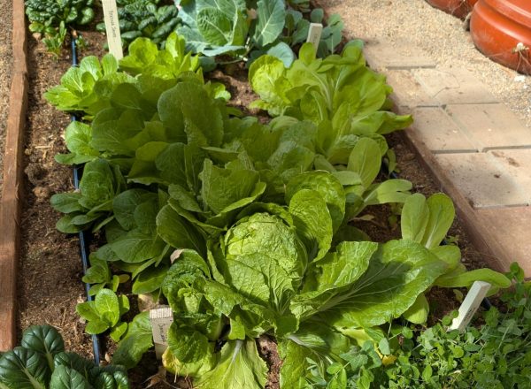 Fresh produce in a garden